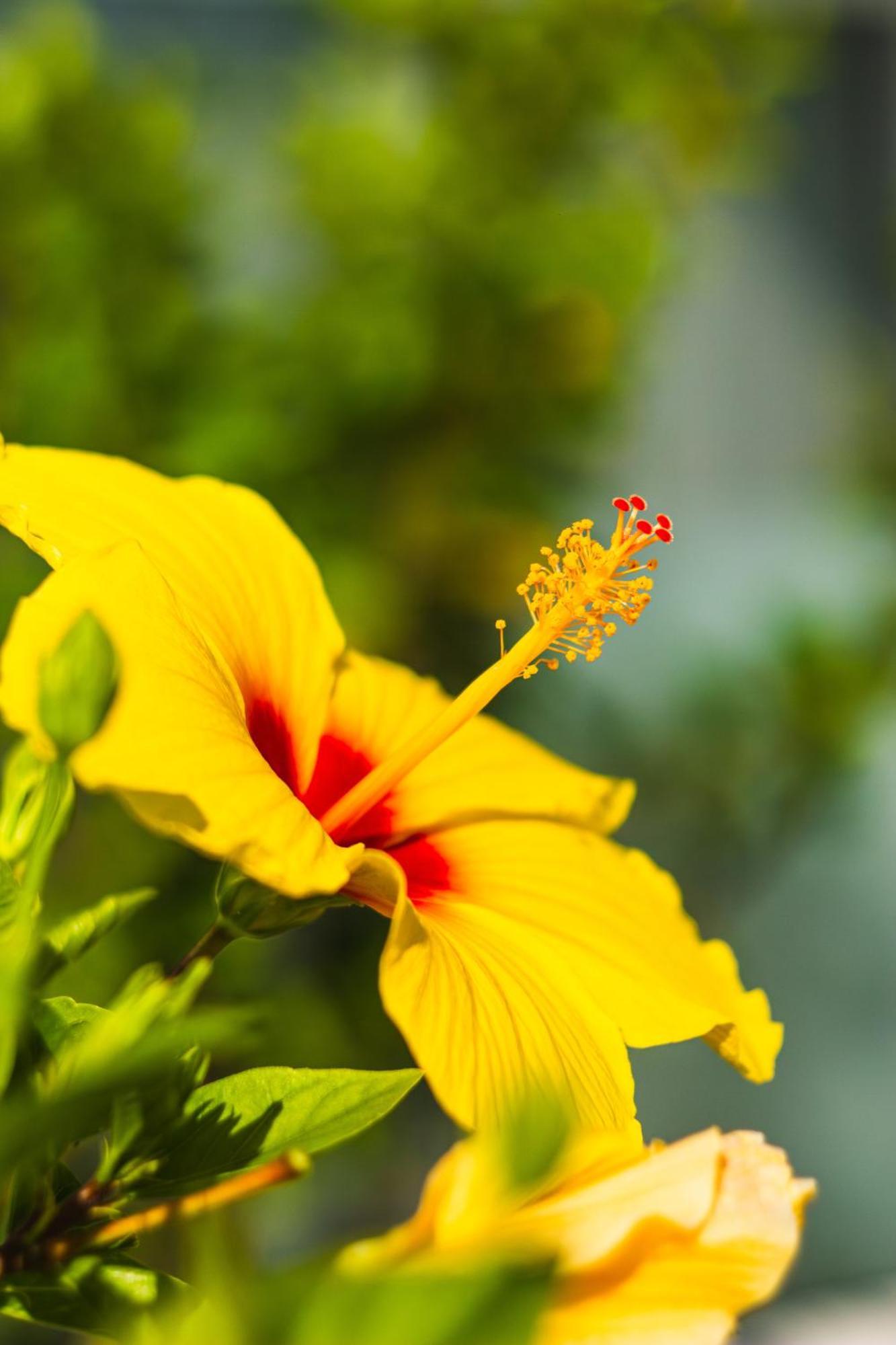 Costa Adeje Garden Aparthotel Πλάγια ντε λας Αμέρικας Εξωτερικό φωτογραφία